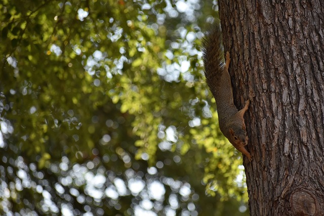 欧冠战报：库杜斯、西蒙斯点射，热刺3-0布拉格斯拉维亚